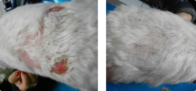 Dog's skin condition before and after Derm Complete